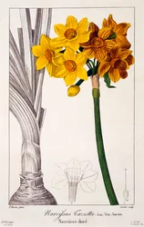 Narcissus tazetta, 1836 (handkolorierte Gravur)